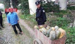 和县网红吃瓜事件视频,一场网络狂欢背后的真相揭秘