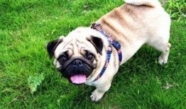 巴哥新爆料明哥视频大全,揭秘明哥视频大全背后的惊人真相