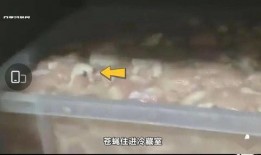 华莱士爆料视频,内幕惊人，行业乱象一览无余