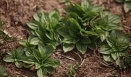 野菜生活爆料视频,探寻自然馈赠的绿色宝藏