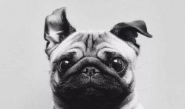 巴哥新爆料明哥视频大全,揭秘明哥视频大全背后的惊人真相