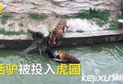 江苏动物园爆料视频大全,揭秘动物世界幕后趣闻