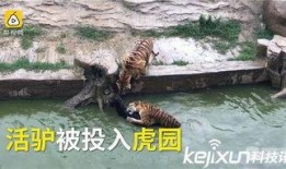 江苏动物园爆料视频大全,揭秘动物世界幕后趣闻