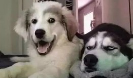 爆料二哈视频下载网站,热门下载网站大曝光