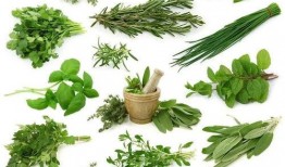 野菜生活爆料视频,探寻自然馈赠的绿色宝藏