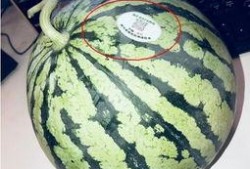 威海吃瓜网红,威海网红吃瓜达人带你探秘当地美食圈
