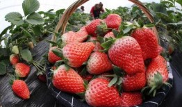 草莓农药爆料视频大全最新,最新爆料视频大全深度解析