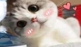 主播萌小猫爆料视频,揭秘幕后精彩瞬间