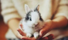 娱乐吃瓜酱狗帮猫,吃瓜酱狗帮猫的趣味故事