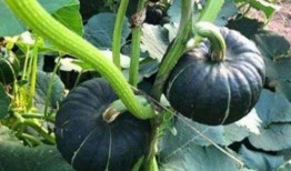 网红福利吃瓜免费,吃瓜免费，惊喜连连等你来