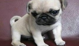 巴哥新爆料明哥视频大全,揭秘明哥视频大全背后的惊人真相