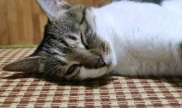 娱乐吃猫瓜,揭秘“吃猫瓜”背后的故事与真相