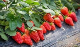 草莓农药爆料视频大全最新,最新爆料视频大全深度解析