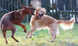 爆料狗狗打架视频大全下载,揭秘宠物间的“江湖恩怨”