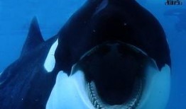 黑鲸鱼在线观看